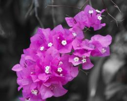 Bougainvillea